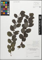 Foto von Salix myrsinifolia Salisb.